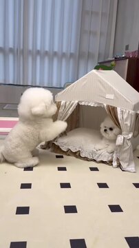 Bichon frise dogs playing together near a cute indoor pet house with white and beige striped fabric in this delightful home video footage clip