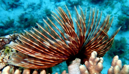 Philippine's sea life © Brian