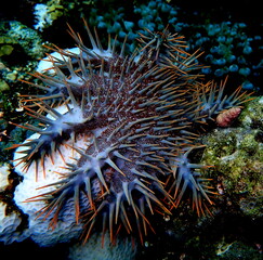 Philippine's sea life © Brian