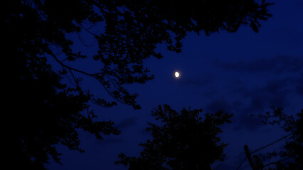 Moon on a night sky with nature silhouettes. © astrosystem
