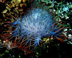 Philippine's sea life © Brian