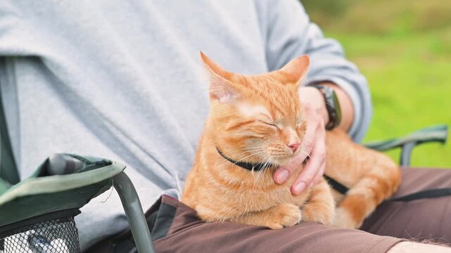 An orange tabby cat sits comfortably on a person's lap in an outdoor setting. The person gently pets the cat, which looks relaxed as it enjoys the attention