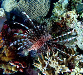 Philippine's sea life © Brian
