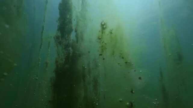 Mesmerizing underwater view inside stagnant swamp, featuring towering vertical columns of green filamentous algae Spirogyra coated in tiny bubbles rising through murky, blue-green depths, panorama