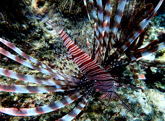 Philippine's sea life © Brian