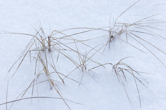 Dry grass tufts poke through a fresh blanket of snow on a quiet winter field, creating a minimalist natural texture and a serene cold-season landscape with delicate frost details