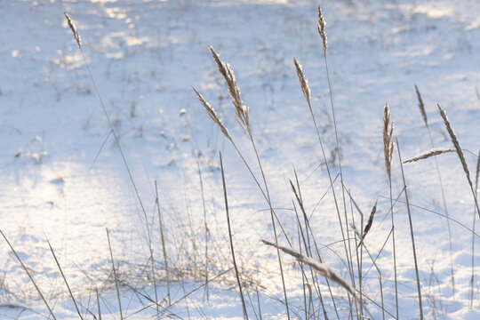 Dried meadow grass dusted with frost rises from a snow-covered field bathed in soft morning light, creating a calm, minimalist winter scene emphasizing texture, silence, cold and natural beauty