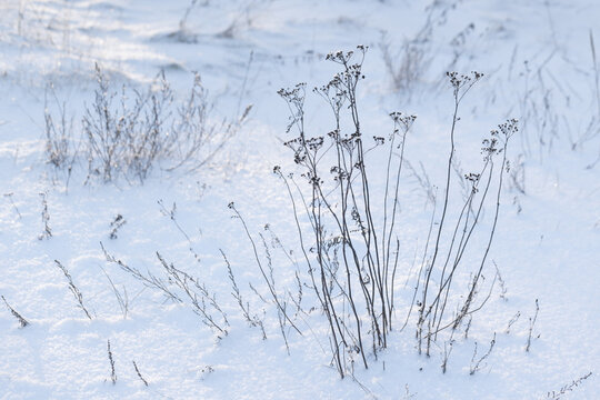Dried wildflower stalks rise from a blanket of fresh snow in a quiet winter field, creating a minimalist, serene scene with soft blue light and delicate frost on the tall stems.