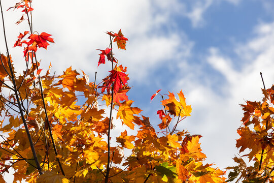 Vibrant autumn maple leaves in shades of red, orange and yellow illuminated by sunlight against a blue sky with soft clouds, evoking seasonal change, warmth and crisp outdoor beauty