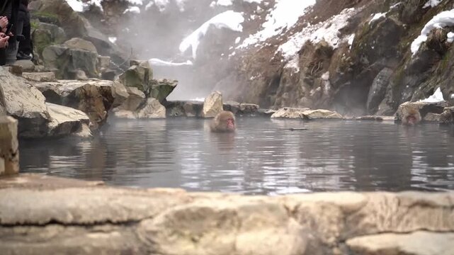 Japanese Snow Monkeys Bathing in Hot Spring Pool
