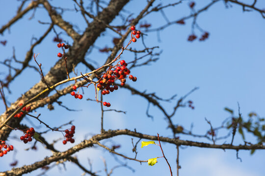 Clusters of red berries cling to bare branches against a bright blue sky, evoking quiet late-autumn or early-winter mood with crisp light, natural texture and seasonal contrast