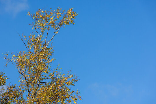 Golden birch leaves reach upward against a clear blue sky, evoking calm autumn light, open space and seasonal change. Minimal composition highlights delicate branches and color contrast