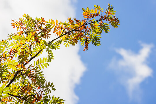 A sunlit rowan tree branch with green, yellow and orange autumn leaves reaching into a clear blue sky, suggesting seasonal change, calm outdoors, nature beauty and bright daylight in fall
