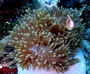 Philippine's sea life © Brian