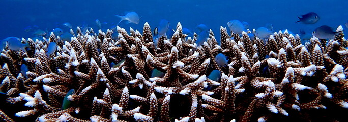 Philippine's sea life © Brian