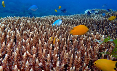 Philippine's sea life © Brian