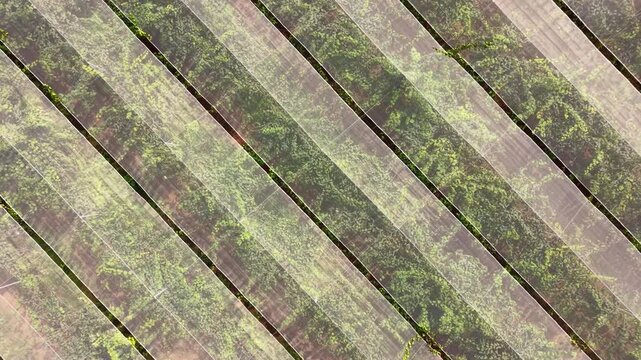 Top-down aerial view of a kiwi fruit plantation showing diagonal rows of lush green vines covered with protective mesh netting, creating a geometric pattern