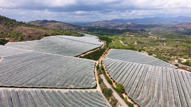 Aerial view of large silver protective crop netting spread across terraced hillside fields in Spain, creating organic wing-like patterns contrasting with surrounding pine forest and mountains