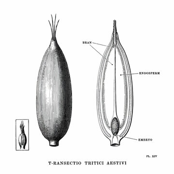 Vintage scientific diagram of grain seed anatomy labeled parts