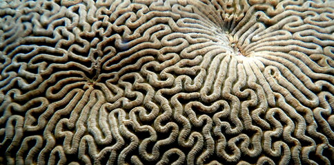 Philippine's sea life © Brian