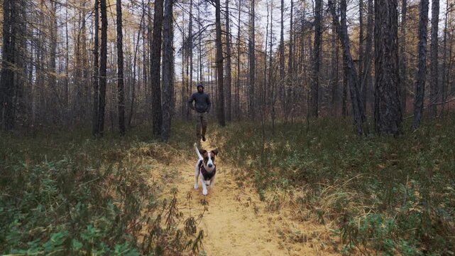 A man in a dark jacket and camouflage pants walks a dirt path through a forest of tall, thin trees with yellowish foliage, accompanied by a brown and white dog that runs ahead and passes the camera.