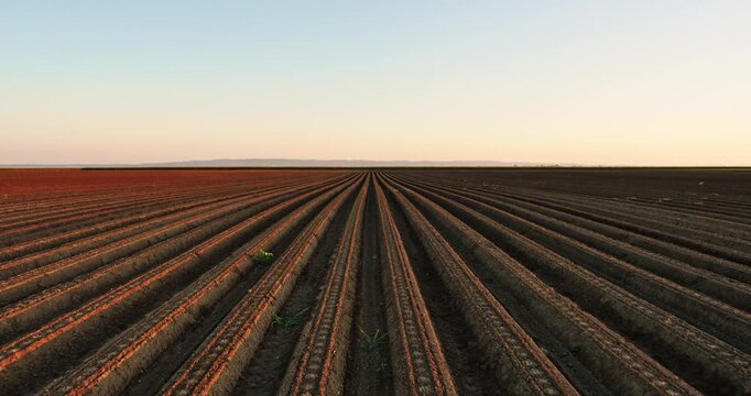Plowed agricultural field with furrows converging at the horizon at sunset