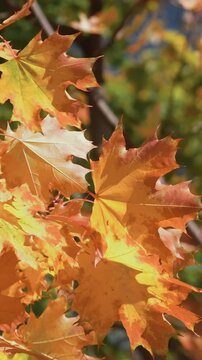 Vertical video. Autumn background, golden fall. Branches with orange autumn leaves on maple tree