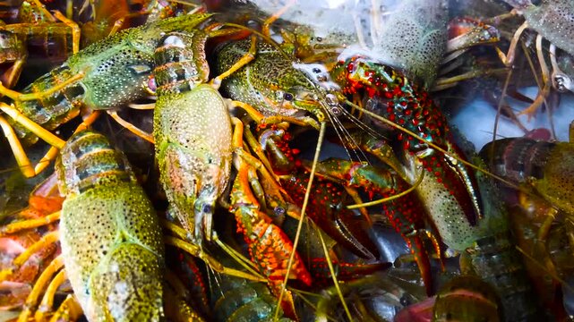 Close-Up Underwater View of Freshwater Crayfish Cluster with Spotted Claws