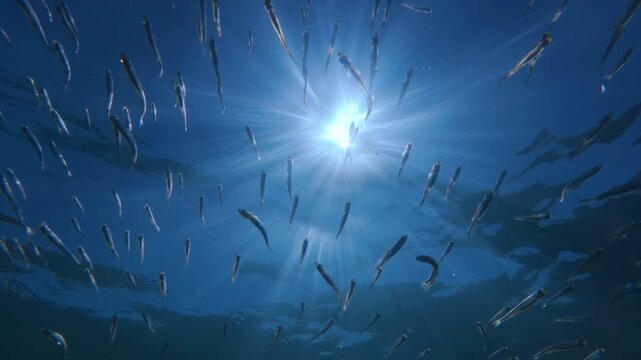 Bottom view of sand smelt fish school under intense sun flare in deep blue sea. Dense school of Atherina silverside fish swimming near surface under glowing backlit sunburst rays (god rays).