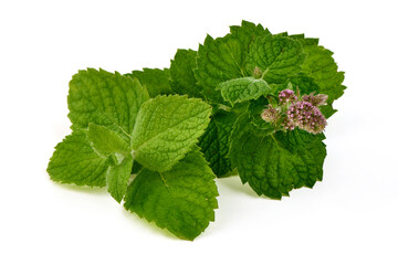 Fresh Mint Sprig with Flowers on White Background © GSDesign