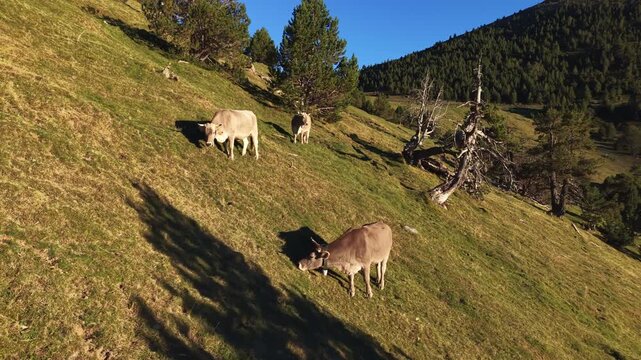 Brown and white cows grazing on a steep green alpine meadow slope in Andorra, surrounded by pine trees and golden sunlight casting long shadows across the hillside