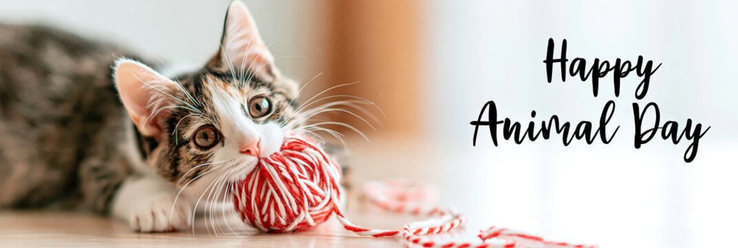 Cute tabby kitten playing with red white yarn ball, celebrating Happy Animal Day. Domestic pet concept