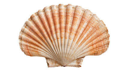 Fan shaped orange and white striped scallop seashell with radial ridges © Tibor