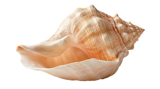 Large beige and orange spiral conch seashell with textured surface