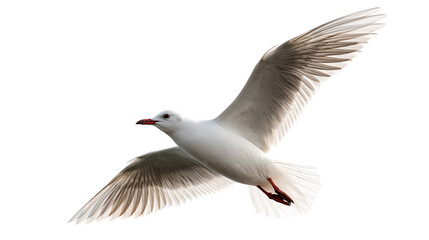 Flying slender seagull with white and grey plumage and red beak © Tibor