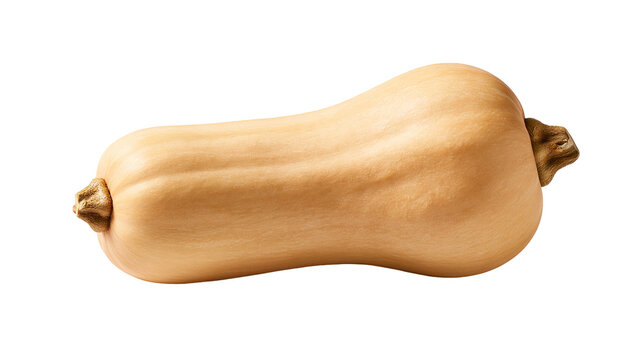Fresh whole butternut squash with smooth tan skin and woody stem