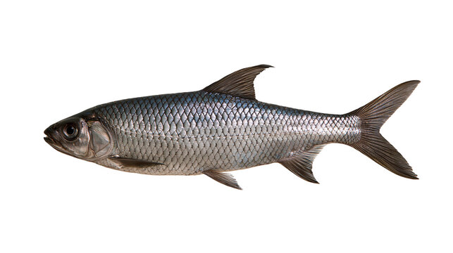 Silver scaled freshwater fish with dark fins and detailed lateral line