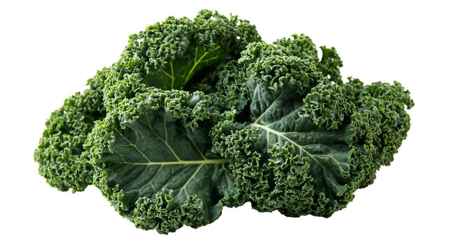 Fresh green curly kale leaves with textured edges