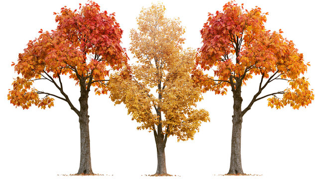 Three deciduous maple trees with vibrant orange and red autumn foliage