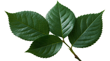 Fresh green rose leaves with serrated edges on a small branch © Tibor