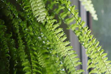 Close up view of green fern with sunlight © Erdves