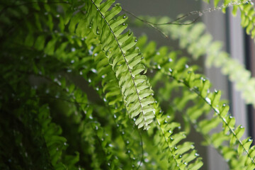 Close up view of green fern with sunlight © Erdves