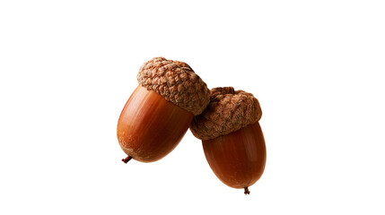 Two ripe brown acorns with textured caps © Tibor