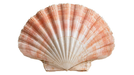 Pink and white fan shaped scallop seashell with radial ridges © Tibor