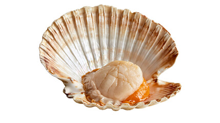 Fresh raw scallop meat with orange roe inside an open textured brown seashell © Uxia