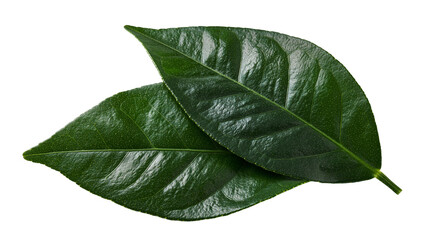 Two fresh dark green citrus leaves with glossy texture and prominent veins © Uxia