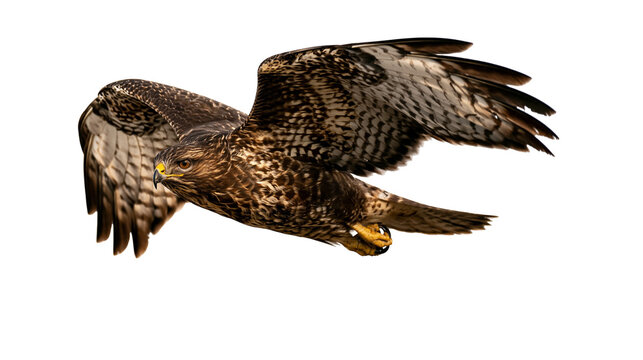 Common buzzard bird of prey in flight with brown mottled feathers and yellow talons