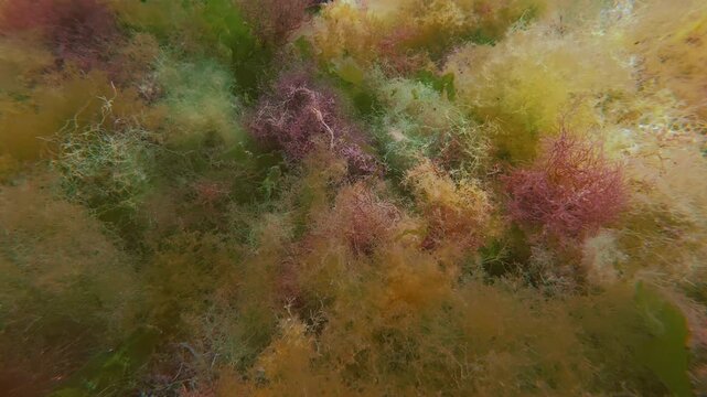 Close-up, camera moves along motley, soft fluffy carpet of soft golden brown bushy algae with bright red spots of filamentous seaweed and vivid green gutweed, sea lettuce flashes in sun light