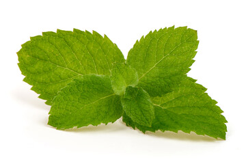 Fresh Green Mint Leaves Isolated on White Background © GSDesign