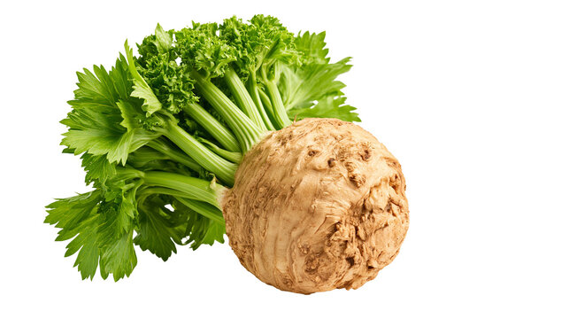 Fresh celeriac root with vibrant green leafy stalks